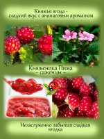 Княженика Пима полярная арктическая малина