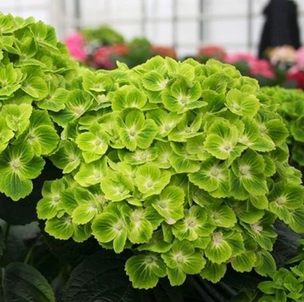 Меджикал "Грин Клауд" (Magical "Green Cloud") август-октябрь 2027 г.