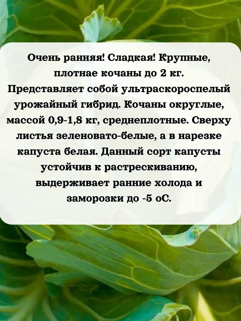 Семена капуста белокочанная Трансфер F1 0.2 гр