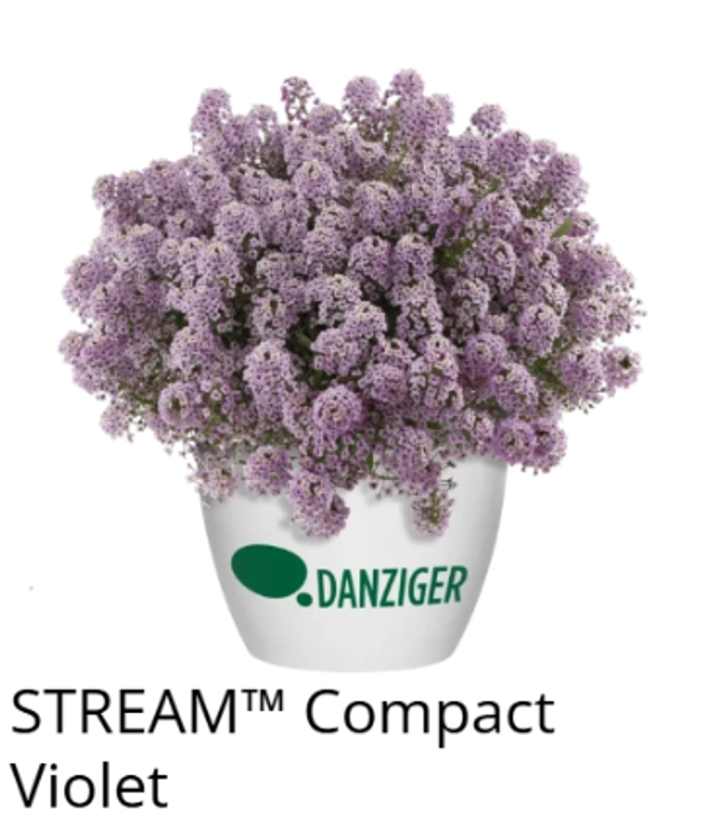 ЕВРО Лобулярия (Алиссум) Stream Compact Violet укорененный ЕВРО черенок НАЧАЛО ЯНВАРЯ поставка 5