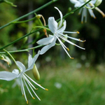Венечник ветвистый. Anthericum ramosum L.