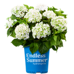 "Саммер Лав Брайд" ("Endless Summer The Bride") август-октябрь 2026 г.