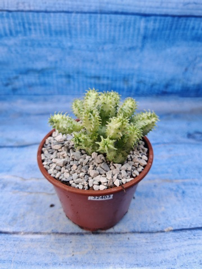 Euphorbia Pseudoglobosa variagate (Эуфорбия)
