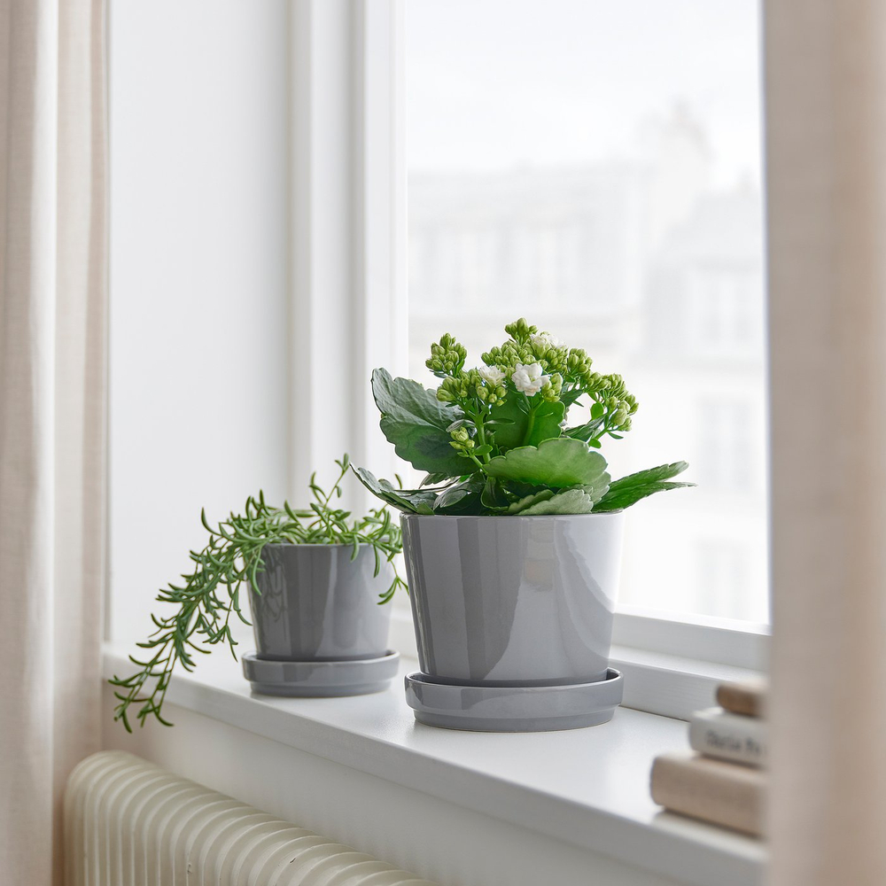 IKEA KALANCHOE  (ИКЕА КАЛАНСХОЕ)  -  Растение в горшке - Каланхоэ разные цвета 10,5 см