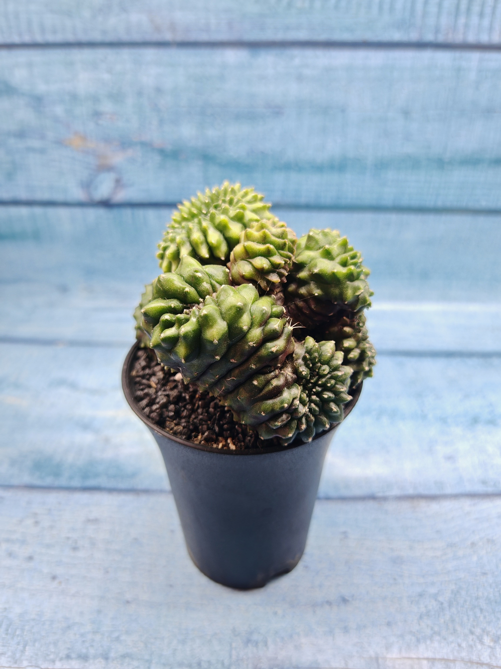 Gymnocalycium Spineless Crested form (Гимнокалициум Кристатный)
