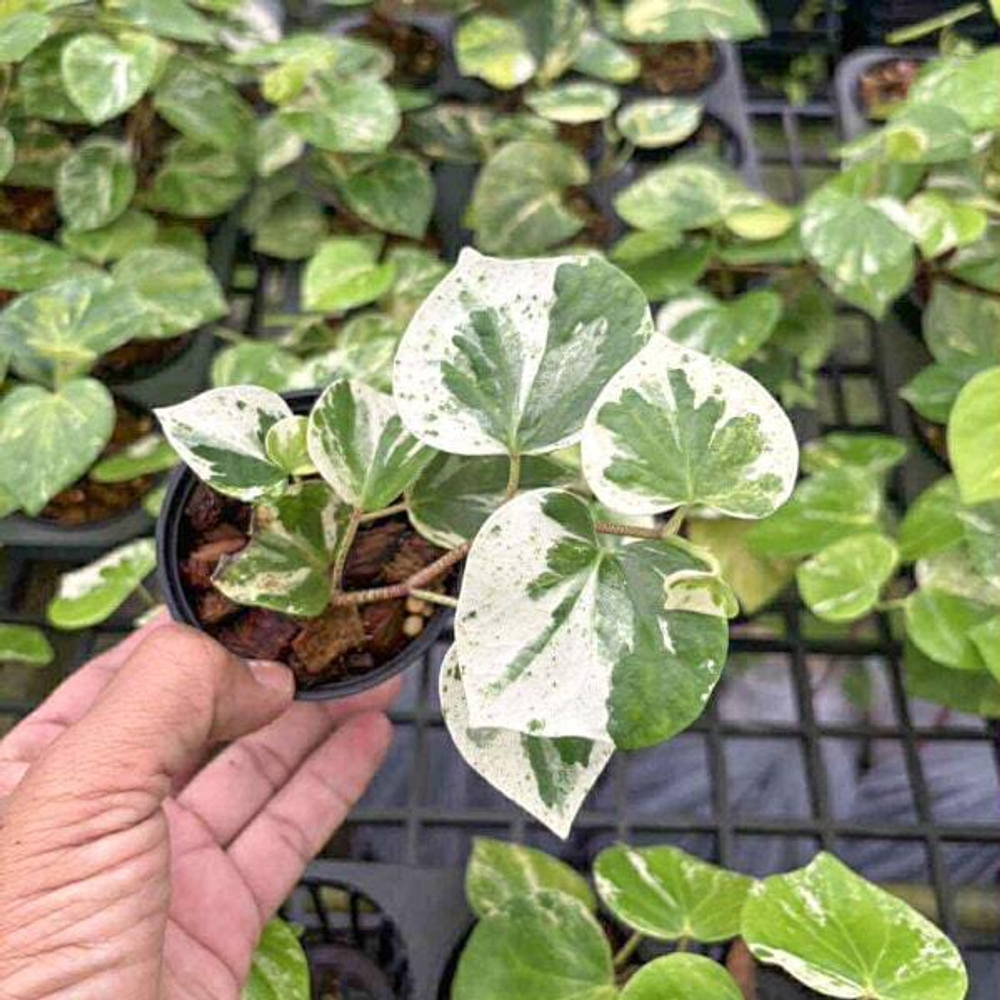 Перец P.HEART SHAPE WHITE VAR