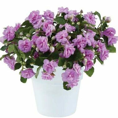 3810 Бальзамин Уоллера MUSICA LAVENDER (ОСЕНЬ 2025)