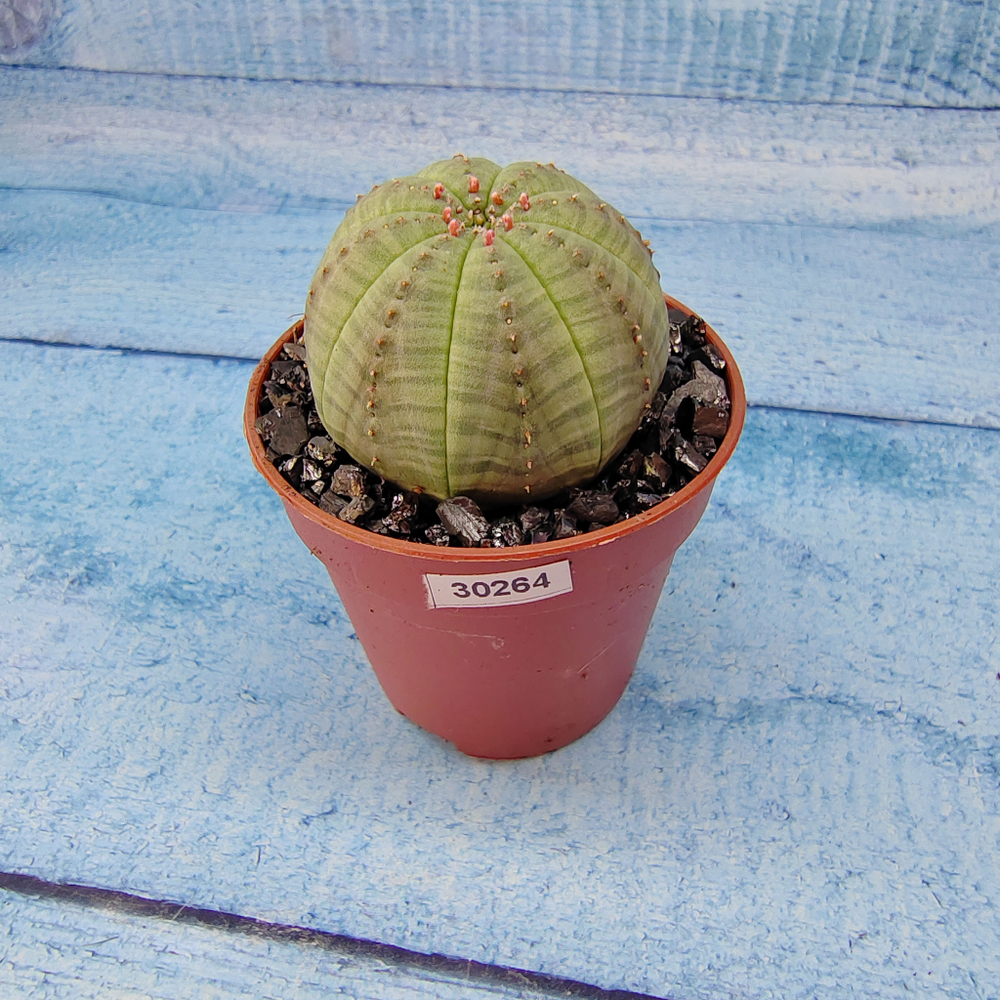 Euphoria Obesa (Эуфорбия)