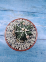 Astrophytum Myriostigma "Hakujo Fukuryu" (Астрофитум)