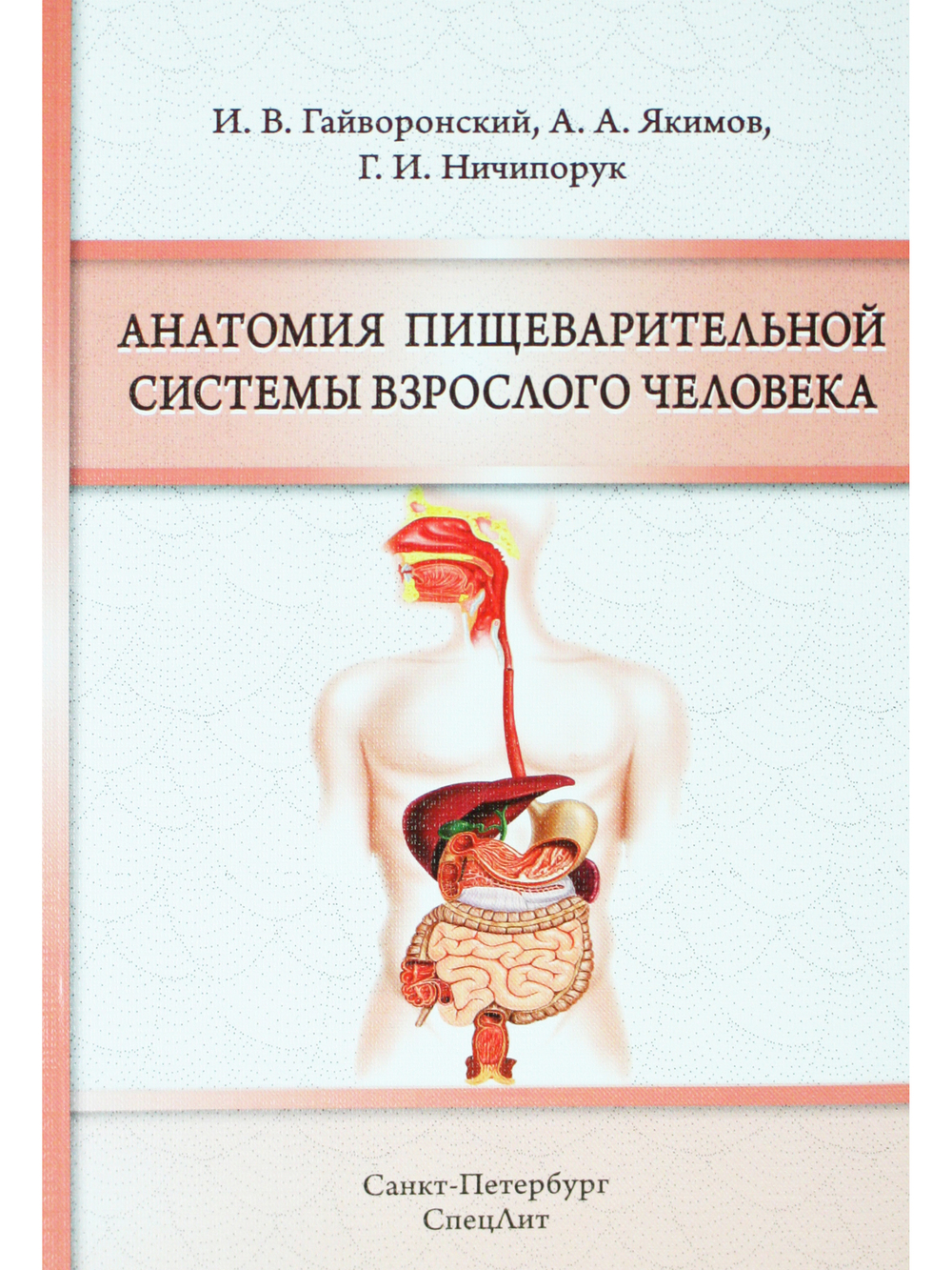 Анатомия пищеварительной системы взрослого человека