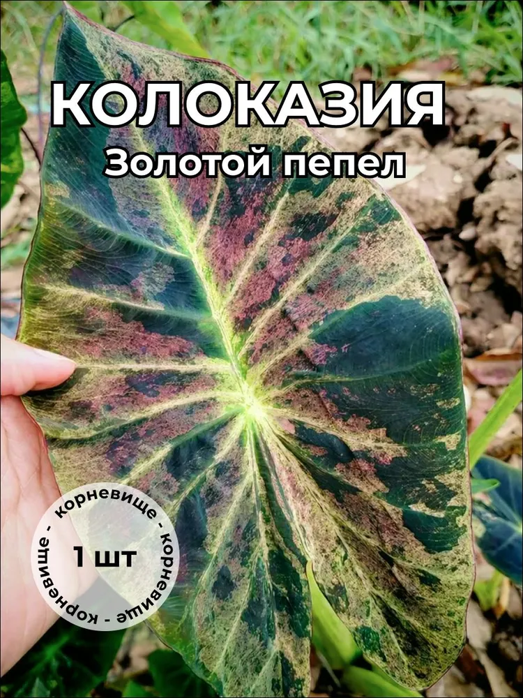 Колоказия "Золотой Пепел" корневище