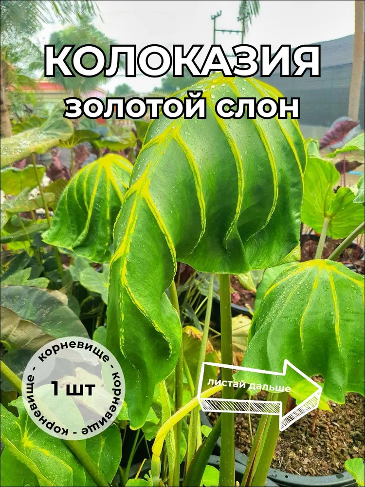 Колоказия "Золотой слон" корневище