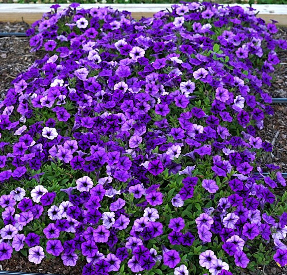 Петуния Petunia Mini Vista Indigo ЕВРО укорененный черенок ФЕВРАЛЬ 27 поставка 18