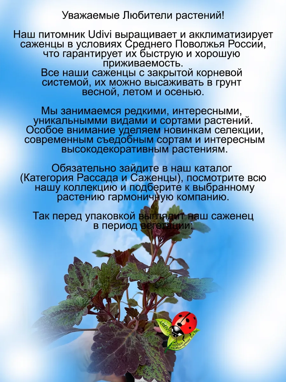 Колеус Тёмный Маг вегетативный