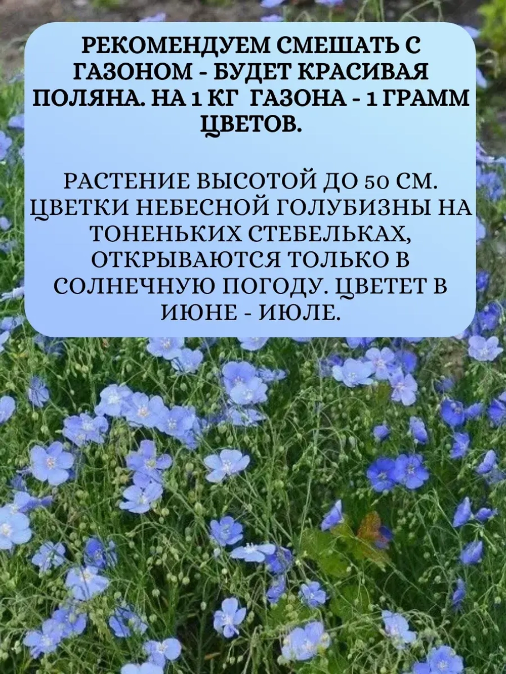 Семена Лен Небесная лазурь 2 гр