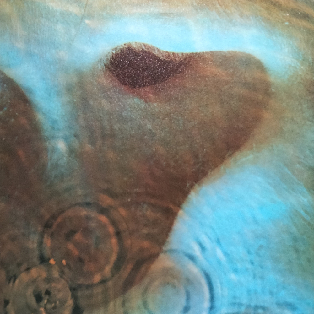 Pink Floyd / Meddle (LP)
