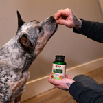 NOW Foods, Pets, против аллергии, для кошек и собак, 75 жевательных таблеток