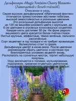 Дельфиниум Вишнёвый с белой пчелкой Cherri Blossom White Bee