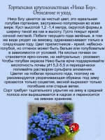 Гортензия Нико Блу голубая крупнолистная