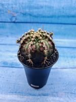 Gymnocalycium T-Rex Pink hybride (Гимнокалициум T-rex)