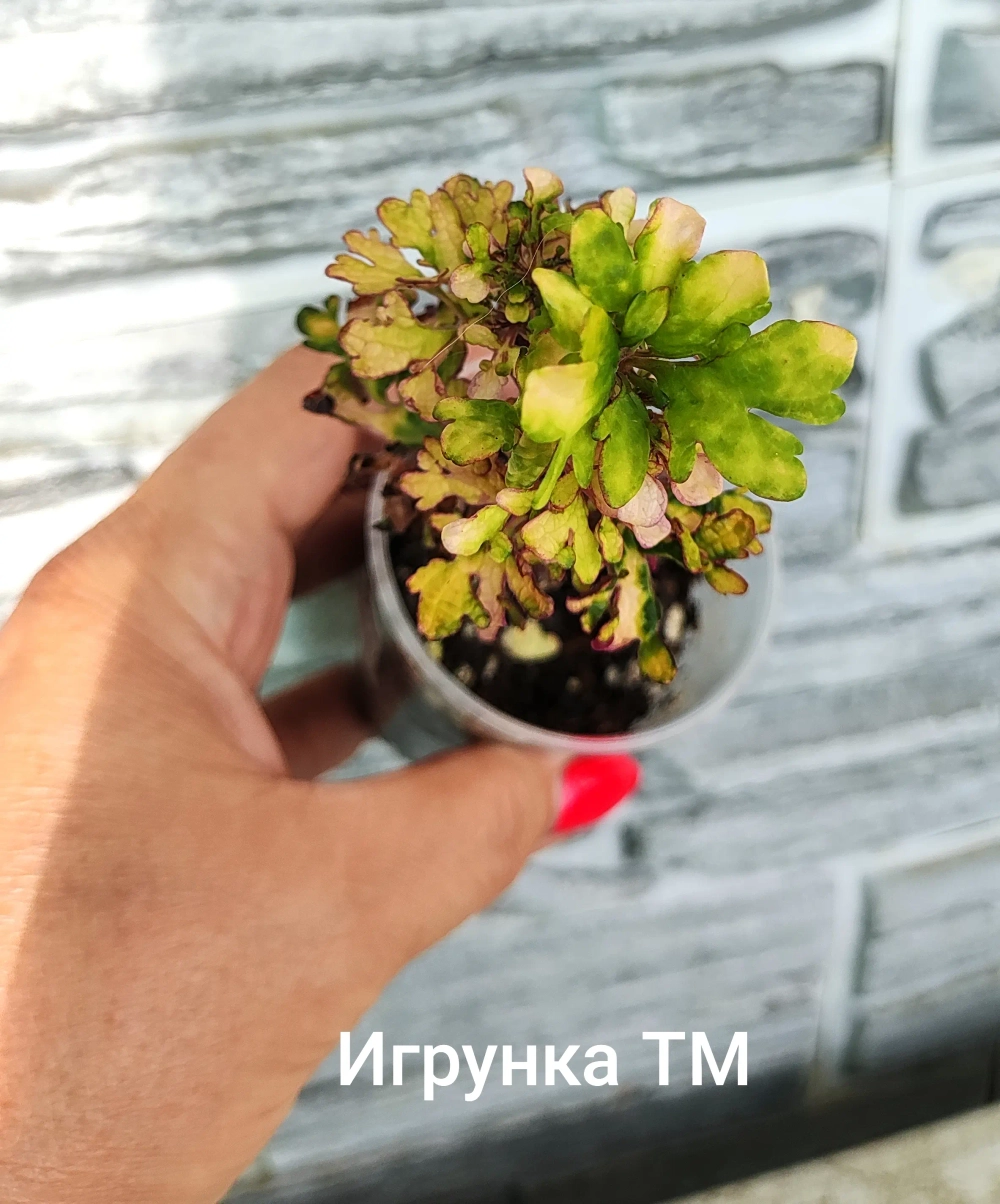 Игрунка ТМ колеус