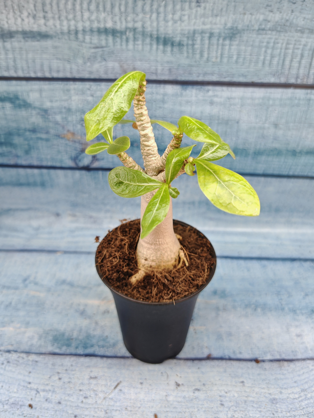 Adenium Baobab (Адениум)