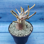 Adenium Baobab (Адениум)