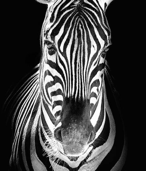 Zebra, свеча Africa collection, Ladenac Milano