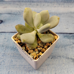 Pachyphytum Glutinicaule (Пахифитум)