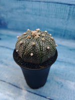 Astrophytum Asterias (Астрофитум)