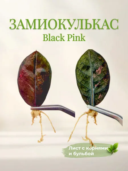 Замиокулькас Black Pink Silver — лист с корнями и клубнем