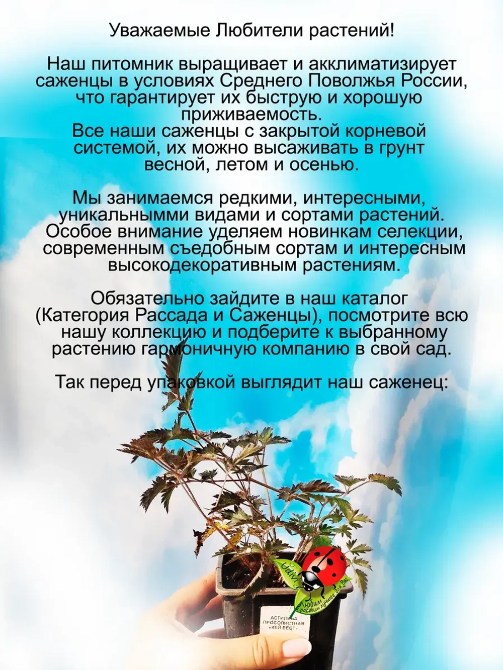 Астильба Спрайт Карликовая