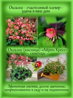 Оксалис Айрон Кросс вариегатный Дневная бабочка