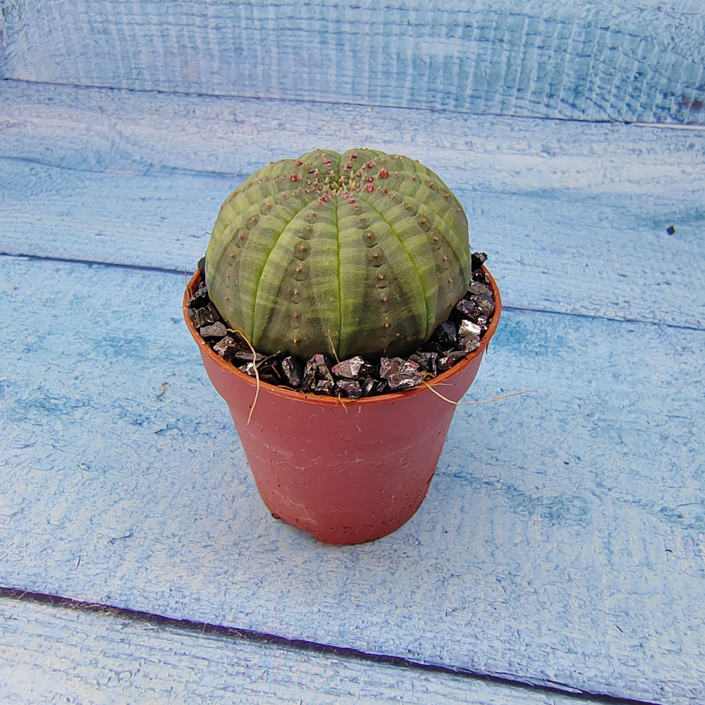 Euphoria Obesa (Эуфорбия)