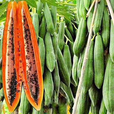 Папайя Кранг Papaya Lac семена 3 шт