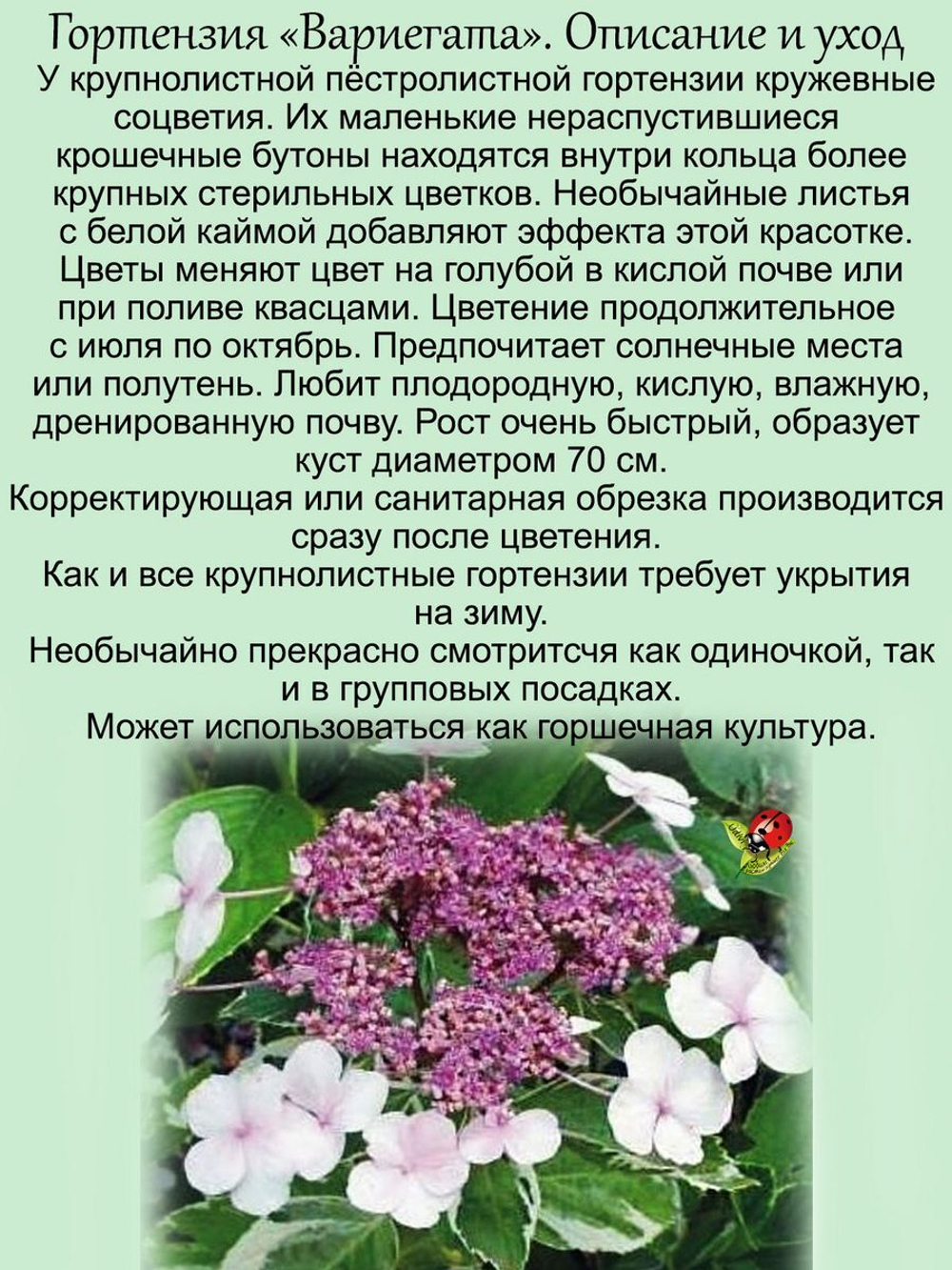 Гортензия Вариегата Триколор пёстролистная