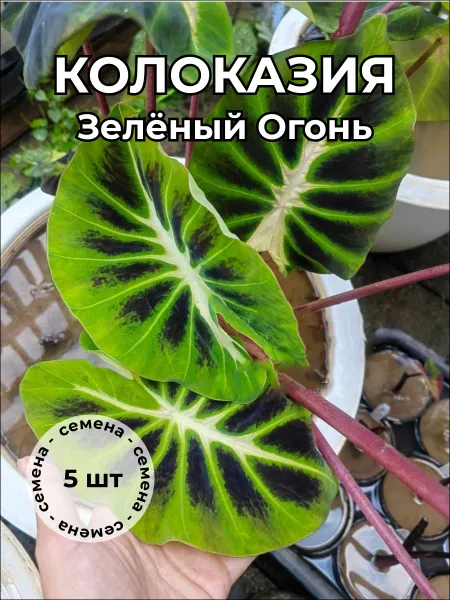 Колоказия "Зеленый огонь" — семена, 5 шт.
