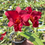 Орхидея каттлея C. MINI DORIS RED DRAGON