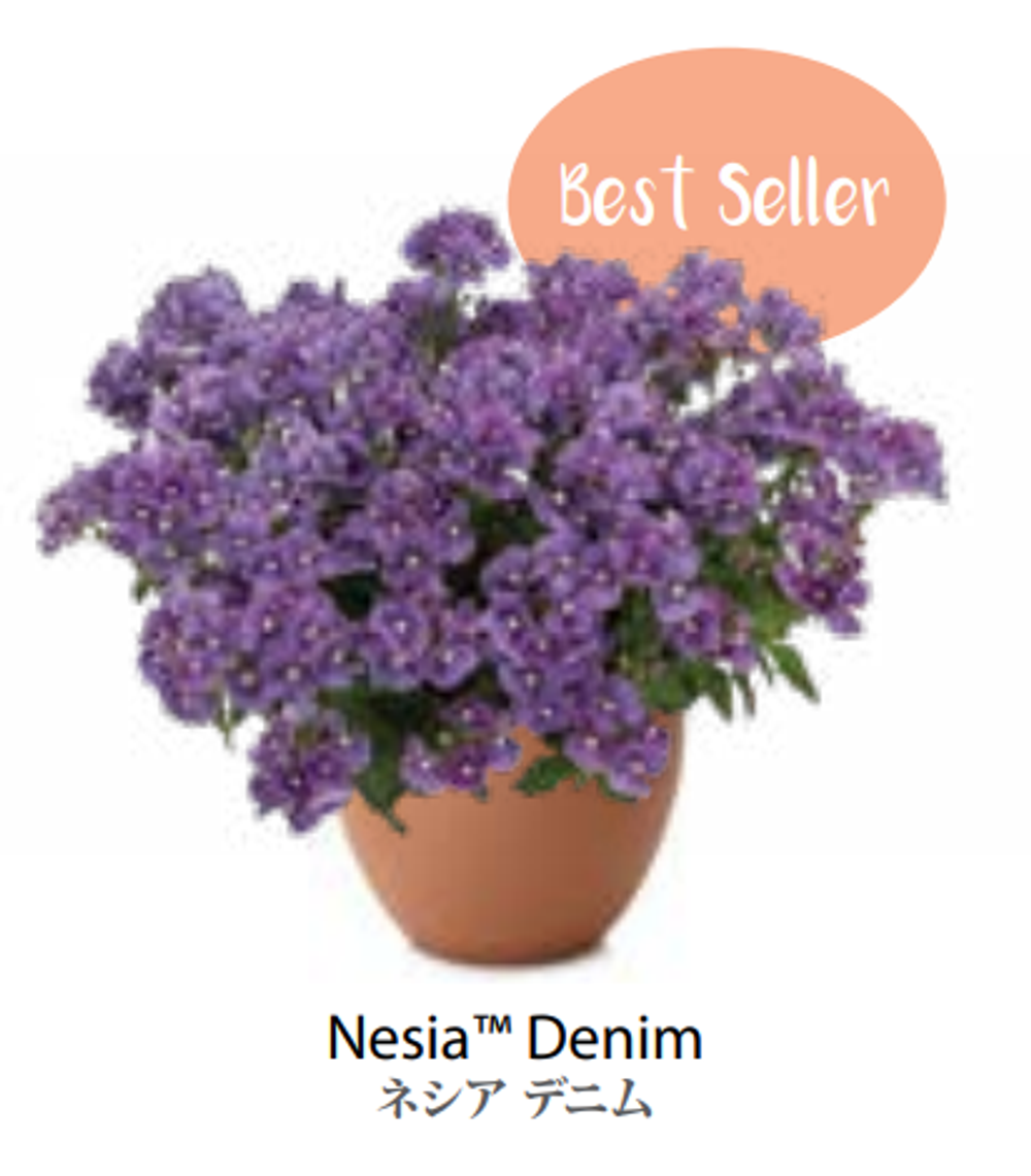 ЕВРО Немезия Nesia Denim укорененный ЕВРО черенок февраль поставка 11
