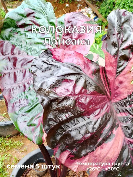 Колоказия Лансака Lansaka black red семена 5 штук