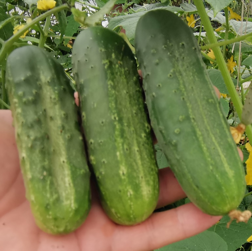Огурцы - Бостонский Пикуль - Boston Pickle