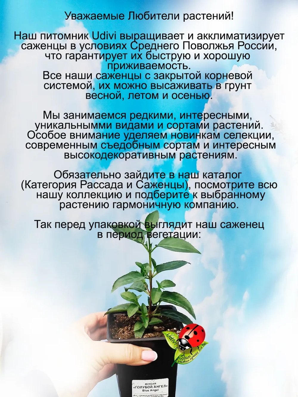 Фуксия Голубой Ангел