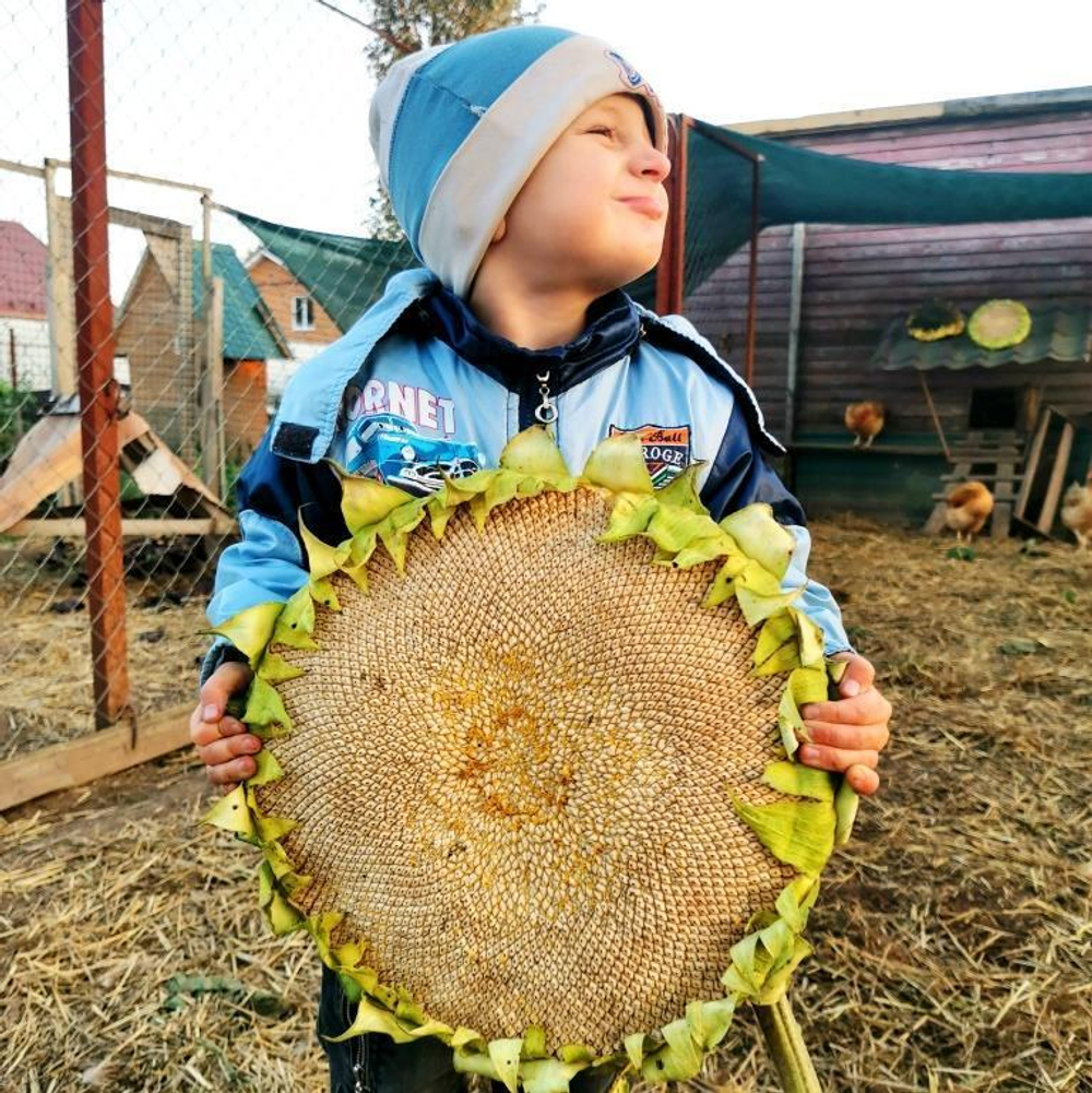 Рекорд с Белого Элефанта Подсолнечника - White Elephant Sunflower