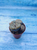 Lithops sp. (Литопсы)