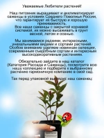 Флокс Текила Санрайс метельчатый