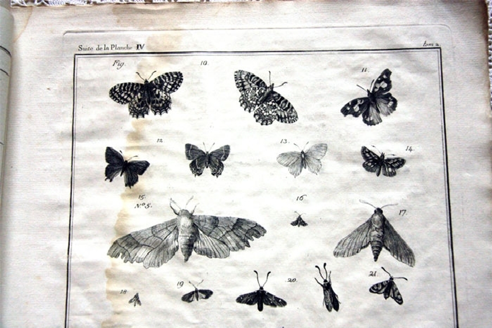 "Nomenclator Iconum Entomologia Linnean: Courante et Augmente Car". De Villers (Де Виллер).