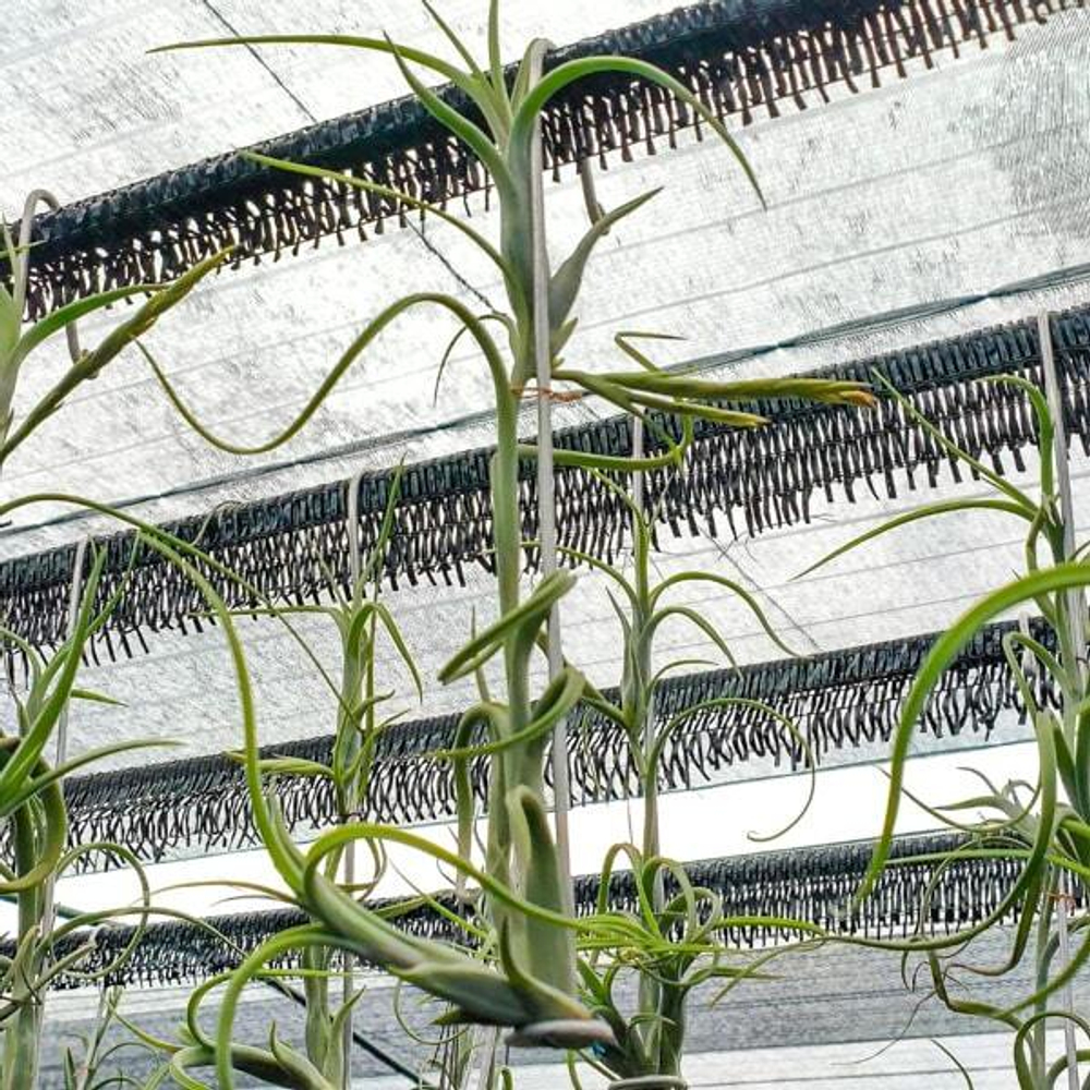 Тилландсия intermedia (hanging wire) R (Т27)