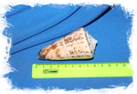Конус талассиаркус (Conus thalassiarchus) 9 см.