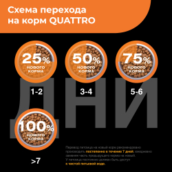 Корм сухой для взрослых собак породы Болонка, с индейкой, 800 гр, QUATTRO