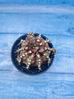 Gymnocalycium T-Rex Pink hybrid (Гимнокалициум)